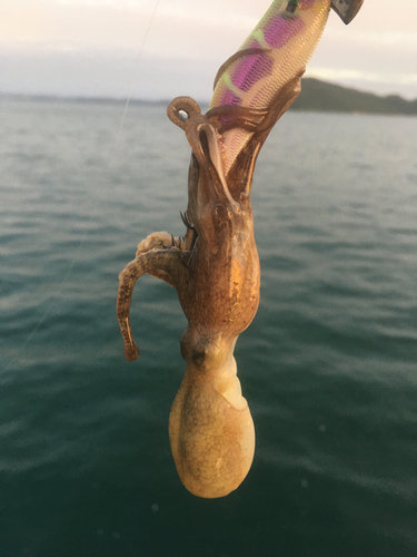 イイダコの釣果