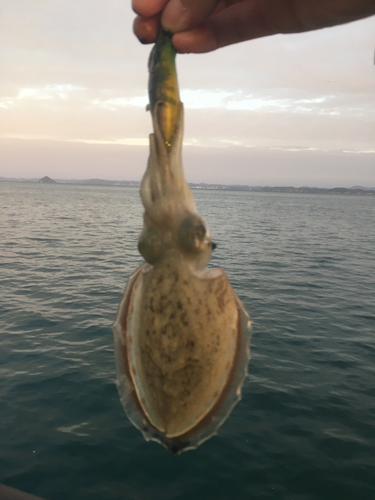 コウイカの釣果