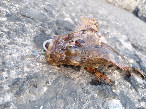 カサゴの釣果