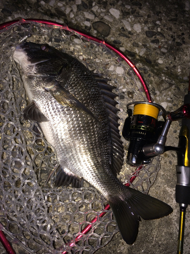 クロダイの釣果