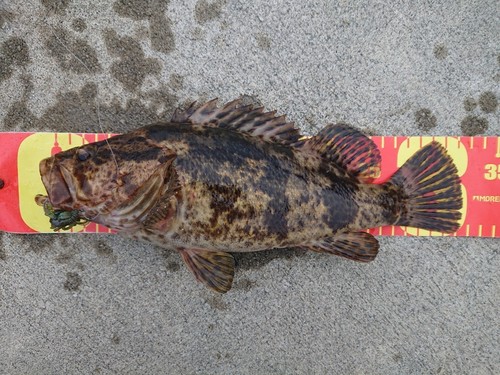 タケノコメバルの釣果