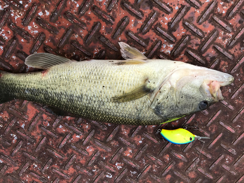 ブラックバスの釣果