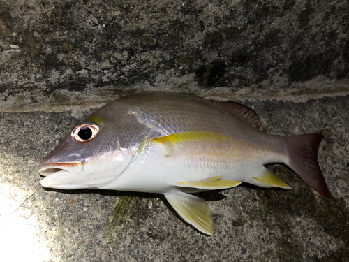 ハマフエフキの釣果