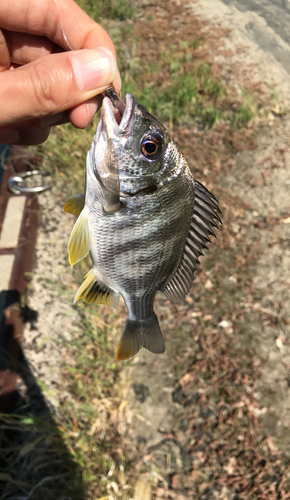 キビレの釣果