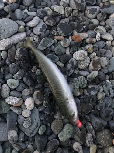 サバの釣果