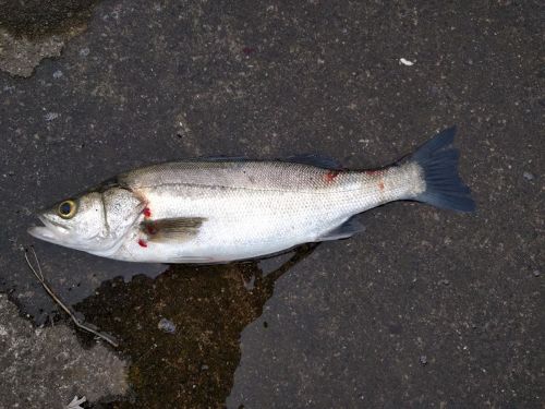 スズキの釣果