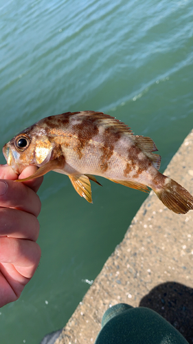 メバルの釣果