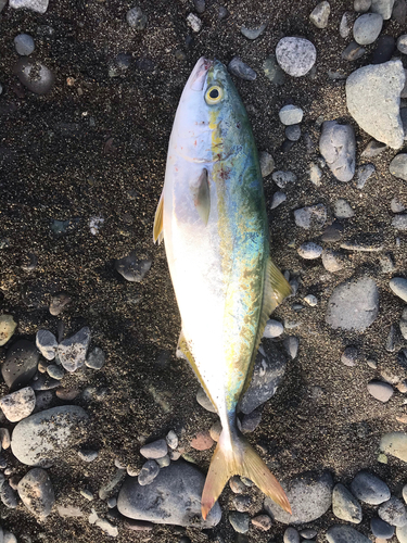 イナダの釣果