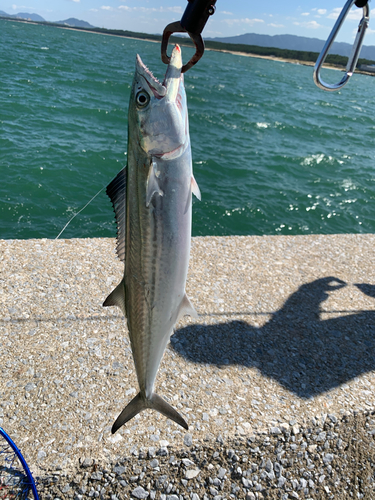 サゴシの釣果