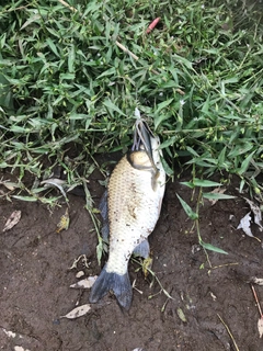 ヘラブナの釣果