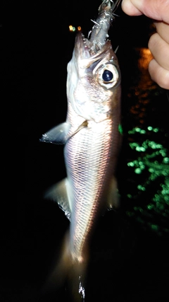 ムツの釣果