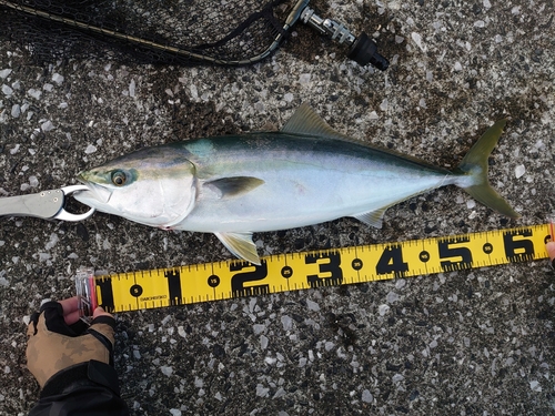 ヤズの釣果