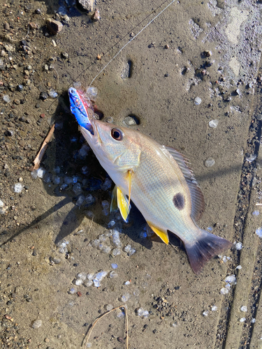 クロホシフエダイの釣果