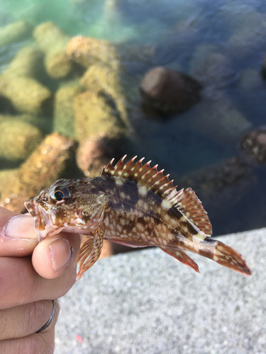 カサゴの釣果