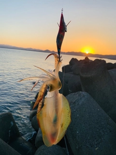 アオリイカの釣果