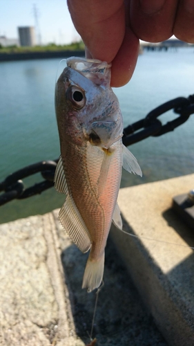 シログチの釣果