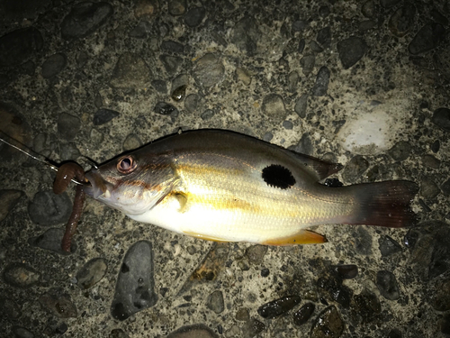 クロホシフエダイの釣果