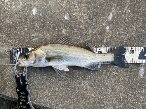 セイゴ（マルスズキ）の釣果