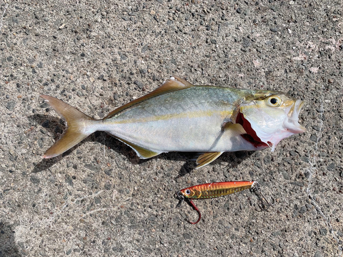 ショゴの釣果