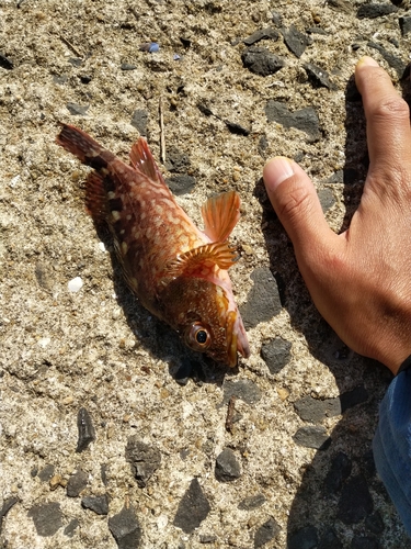 カサゴの釣果