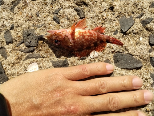 カサゴの釣果