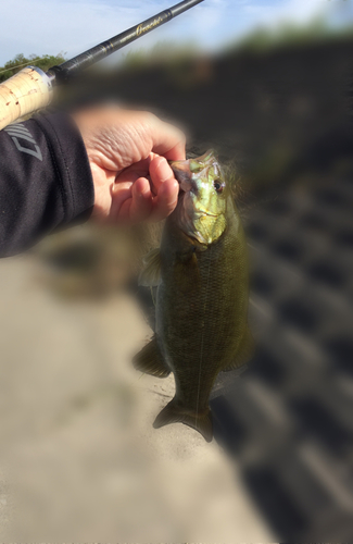 スモールマウスバスの釣果