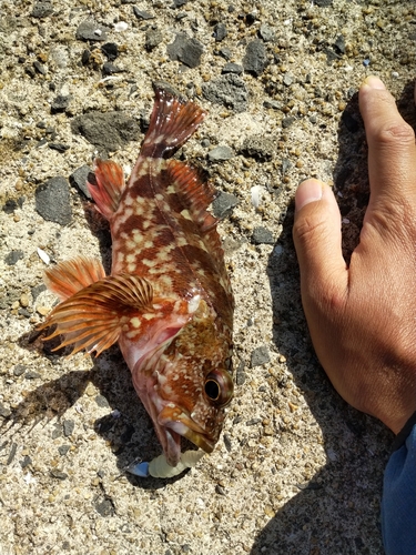 カサゴの釣果