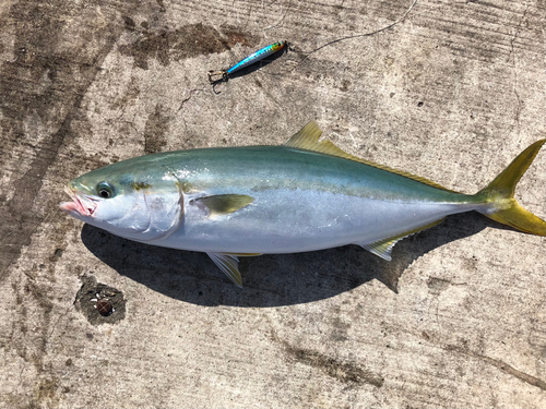 イナダの釣果