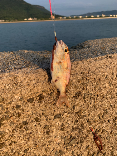 チャリコの釣果