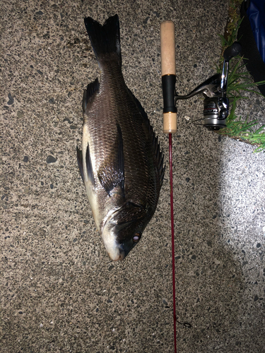 クロダイの釣果