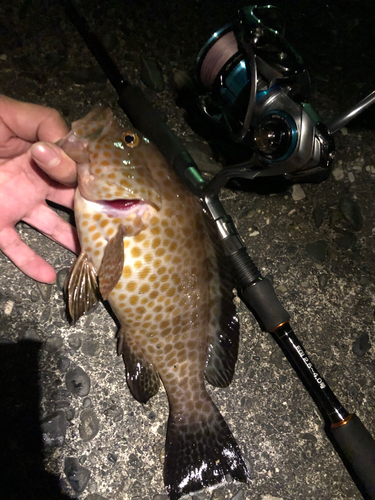 オオモンハタの釣果