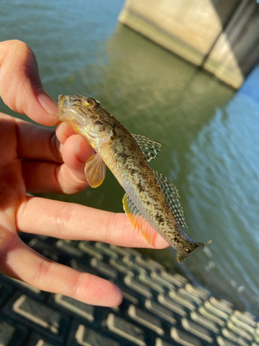 ハゼの釣果