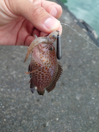 オオモンハタの釣果