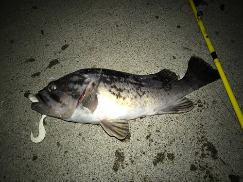 クロソイの釣果