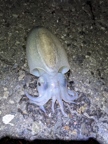 シリヤケイカの釣果