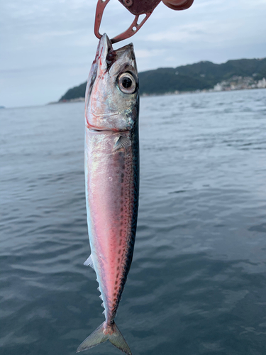 ゴマサバの釣果