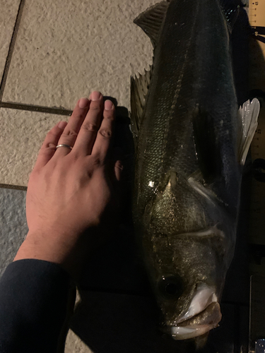 シーバスの釣果