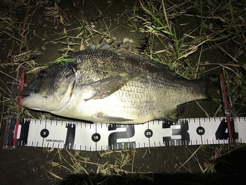 クロダイの釣果