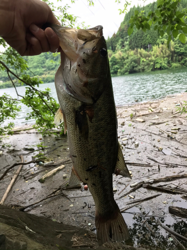 ブラックバスの釣果