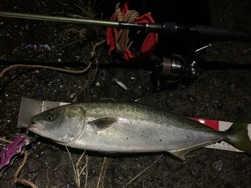 イナダの釣果