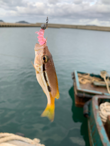 シマイサキの釣果