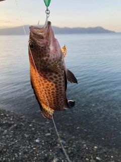 オオモンハタの釣果