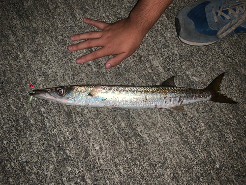 アカカマスの釣果