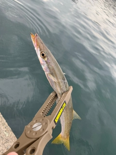 アカカマスの釣果