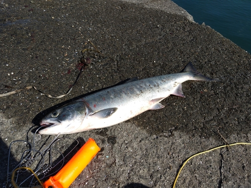 アキアジの釣果