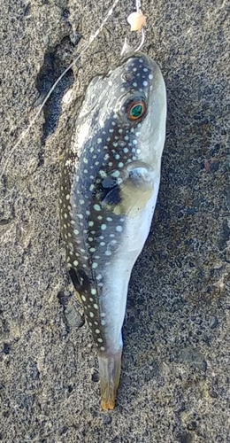 クサフグの釣果