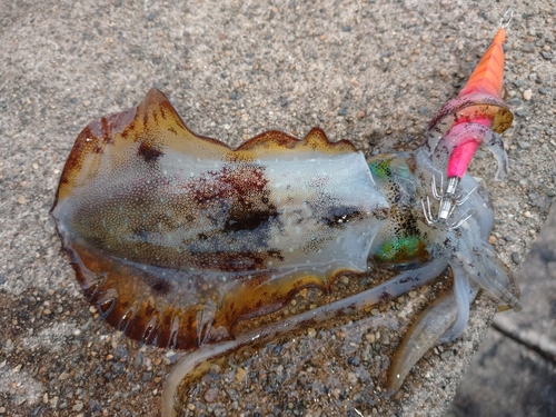 アオリイカの釣果