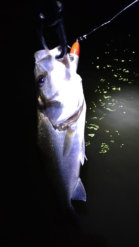 スズキの釣果