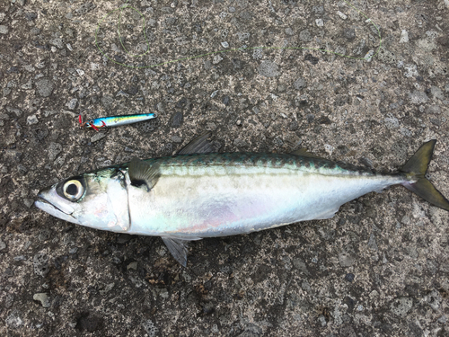 サバの釣果