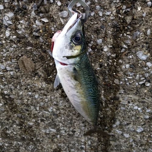 サバの釣果